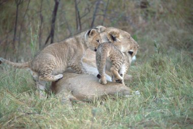 Vahşi aslan ailesi.