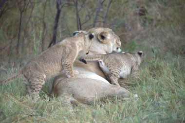 Savanadaki aslan yavruları