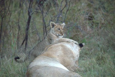 Aslan yavrusu olan dişi aslan.