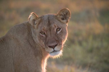 Savanadaki dişi aslan.