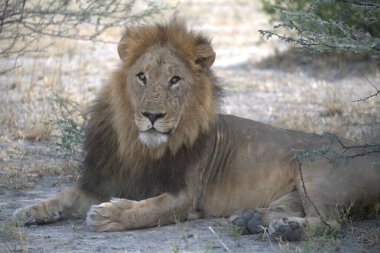 Çimlerde bir erkek aslan