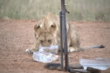 Aslan yavrusu plastik şişeden su içiyor.