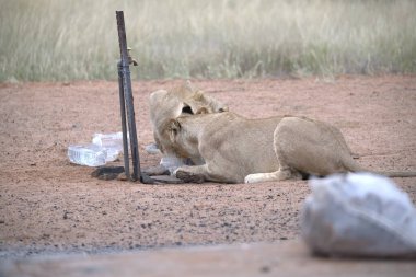 Afrika 'da Namibya aslanı