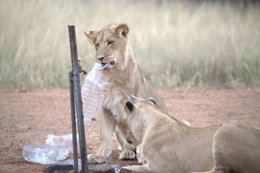 Dişi aslan ve aslan yavrusu