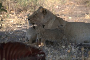 Hayvanat bahçesindeki aslanlar