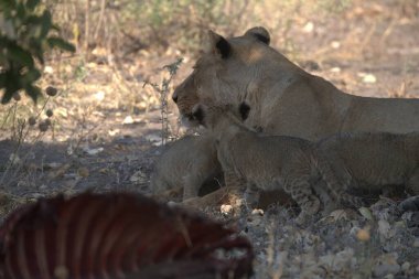 Güney Afrika 'daki Kruger Ulusal Parkı' nda aslan var.