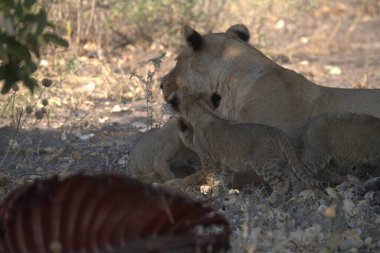 Hayvanat bahçesindeki aslan