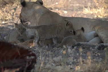 young lions in namibia