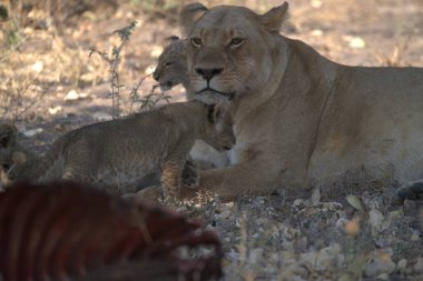 Dişi aslan ve erkek aslan.