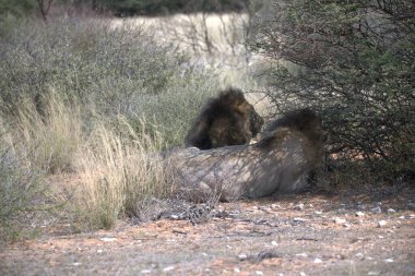 Vahşi aslanlar, memeliler, doğa
