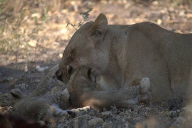 Kenya savanındaki aslan