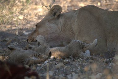 Afrika 'nın bozkırındaki aslan