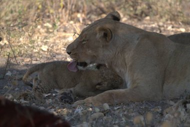 Kenya savanındaki aslan