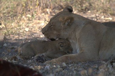 Aslan yavrusu ve anne yavrusu vahşi doğada.