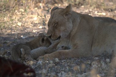 Güney Afrika 'daki Kruger Ulusal Parkı' nda aslan yavrusu.