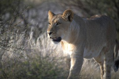 Güzel vahşi aslan vahşi doğada