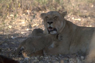 Kenya savanındaki aslan yavrusu vahşi doğada vahşi doğada.