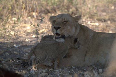 Güney Afrika savanındaki aslan.