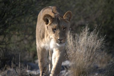 Güneş ışığında yerde yürüyen bir aslanın yakın çekim görüntüsü.