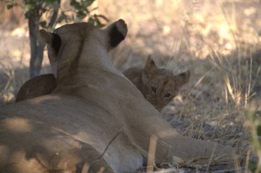 Aslan (panthera leo) - Panthera leo
