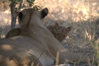 lion ( panthera leo ) in the savannah of namibia, africa. high quality photo