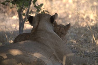 Kenya 'nın vahşi bozkırında aslan