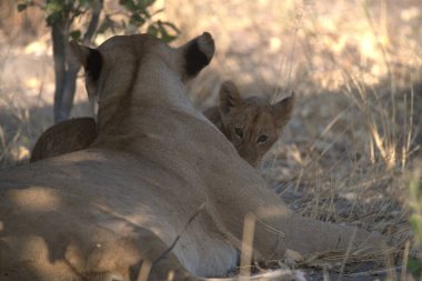 Çim döşeme aslan yavrusu