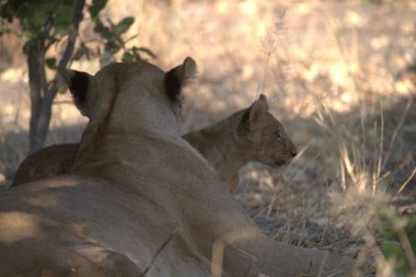 Güney Afrika 'daki Kruger Park' taki aslanlar.