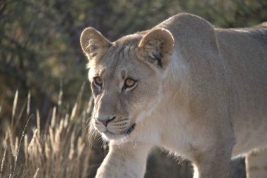 Afrika 'daki Kenya' nın merkezinde bir aslan.