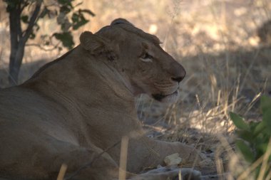 Bir aslanın çimenlerde yatarken yakın plan çekimi.