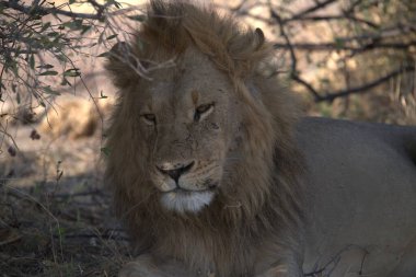 Vahşi Afrika aslanı.