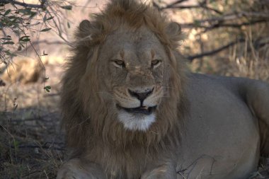 Güney Afrika 'daki Kruger Ulusal Parkı' nda aslan var.