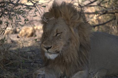 Afrika savanındaki aslan.