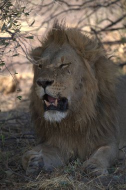 erkek aslan çim döşeme