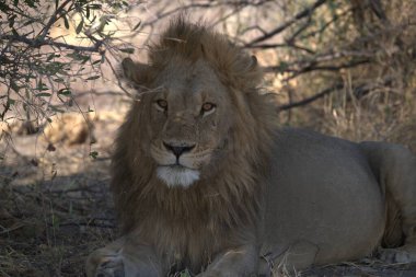 Zimbabwe savanındaki aslan.