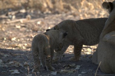 Kenya savanındaki aslan