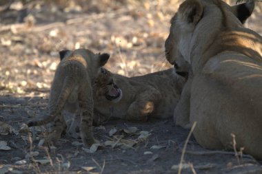 lions family in the zoo