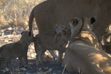 Hayvanat bahçesindeki genç aslanlar