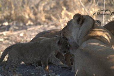 Savannah 'da aslan yavrusu