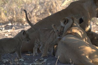 Afrika savanındaki aslanlar