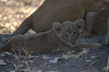 Hayvanat bahçesindeki aslan
