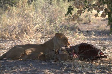 Hayvanat bahçesindeki aslan