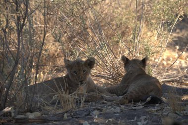 lion cub lying down on ground in namibia