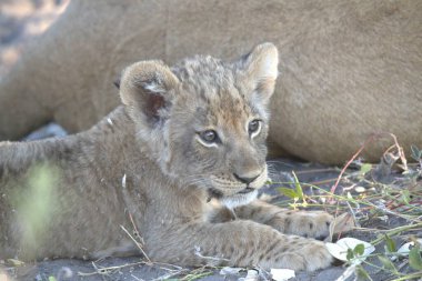 Ağaçtaki şirin bir aslan yavrusunun yakın plan fotoğrafı.