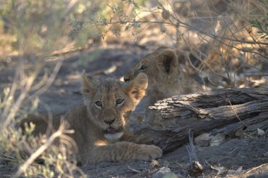 a closeup shot of a young lion cub in the dry grass