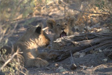 Genç aslan Afrika 'daki Kruger ulusal oyununda