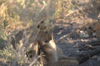 young lion cub laying in the grass in the sun.