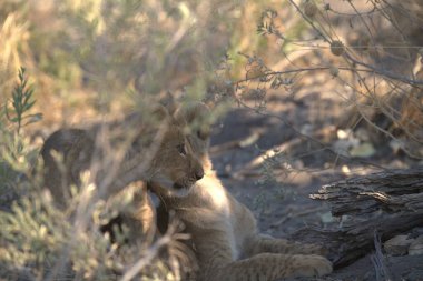 lion cub in nature in south africa in the evening light