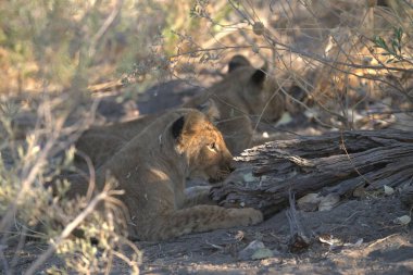 lion cubs playing in the sand in the chobe national park in chobe national park, botswana