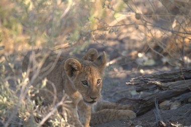 lioness cub playing in the dry grass